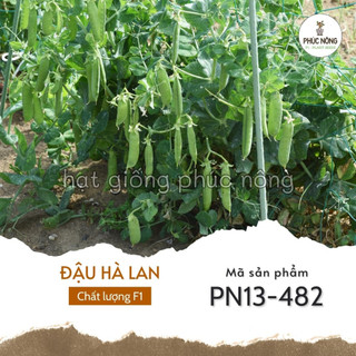 Hạt giống đậu hà lan - 20 gram