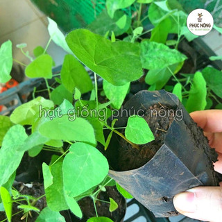 Hạt giống Sương Sâm - 30 Hạt