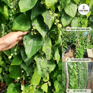 Hạt giống Sương Sâm - 30 Hạt