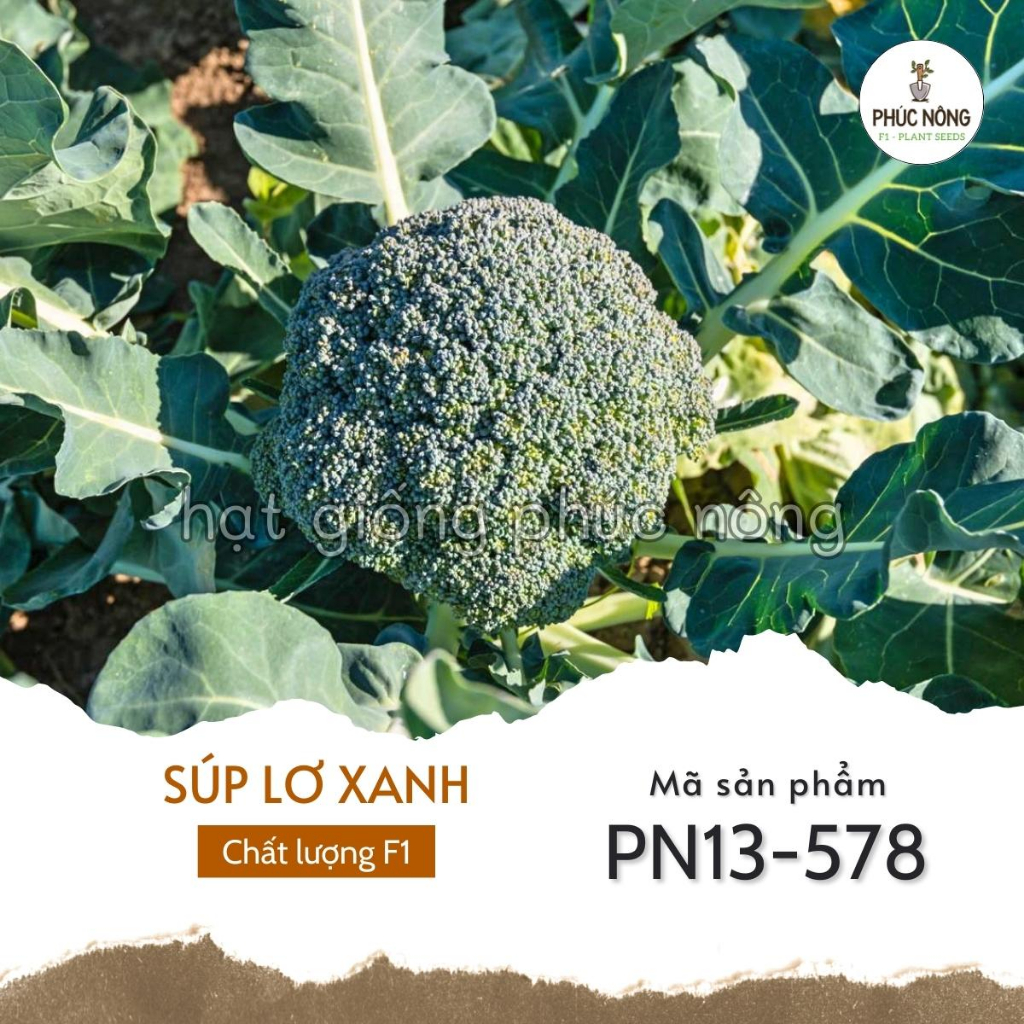 Hạt giống Súp Lơ Xanh - 150 Hạt