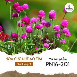 Hạt giống hoa cúc nút áo tím - 50 hạt