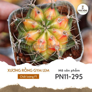 Hạt giống cây xương rồng gym lem - 20 hạt