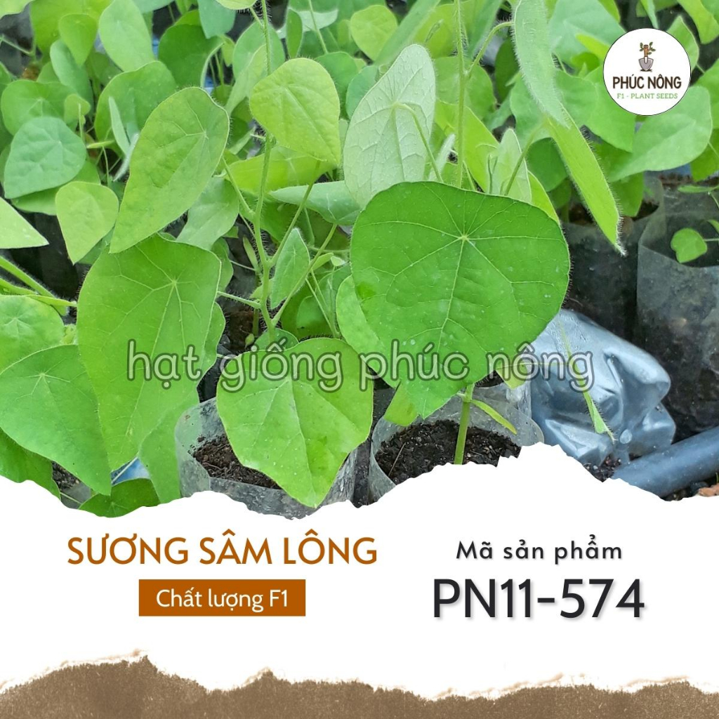 Hạt giống Sương Sâm - 30 Hạt
