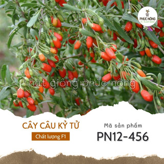 Hạt giống cây câu kỷ tử - 10 hạt