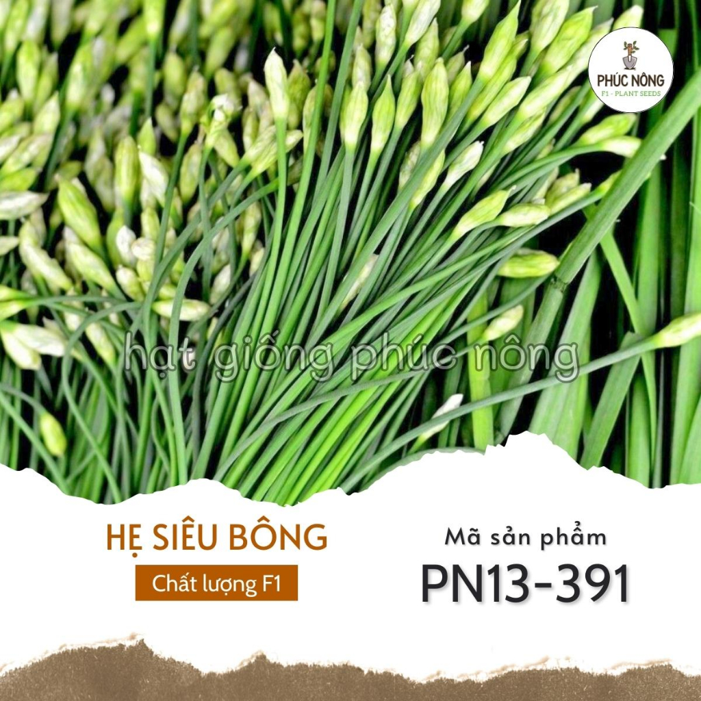 Hạt giống Cây Hẹ Bông - 1 gram