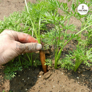 Hạt giống Cà Rốt Tí Hon ( Cà Rốt Mini ) - 0,5 gram
