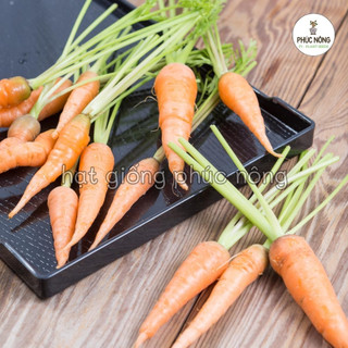 Hạt giống Cà Rốt Tí Hon ( Cà Rốt Mini ) - 0,5 gram
