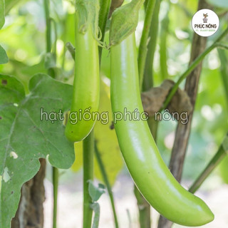 Hạt giống Cà Xanh Dài - 1 gram