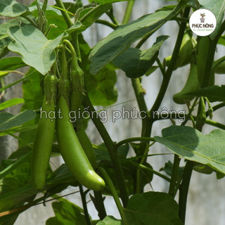 Hạt giống Cà Xanh Dài - 1 gram