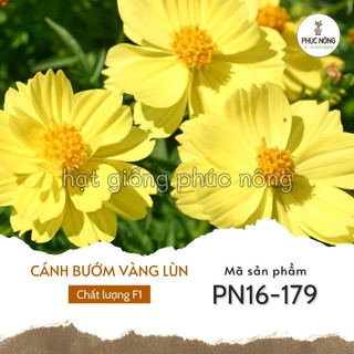 Hạt giống hoa sao nhái lùn kép - 50 hạt