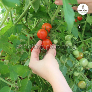30 hạt - (Hỏa tốc) Hạt giống Cà Chua Bi Đỏ Lùn