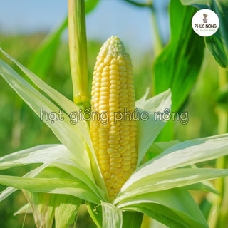 Hạt giống Bắp Mỹ ( Ngô ngọt ) - 10 Gram