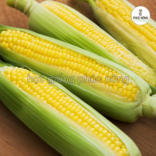 Hạt giống Bắp Mỹ ( Ngô ngọt ) - 10 Gram