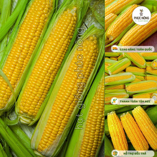 Hạt giống Bắp Mỹ ( Ngô ngọt ) - 10 Gram
