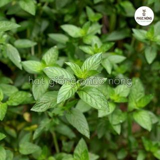 100 hạt - (Hỏa tốc) Hạt giống Bạc Hà Peppermint