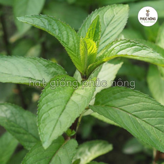 100 hạt - (Hỏa tốc) Hạt giống Bạc Hà Peppermint