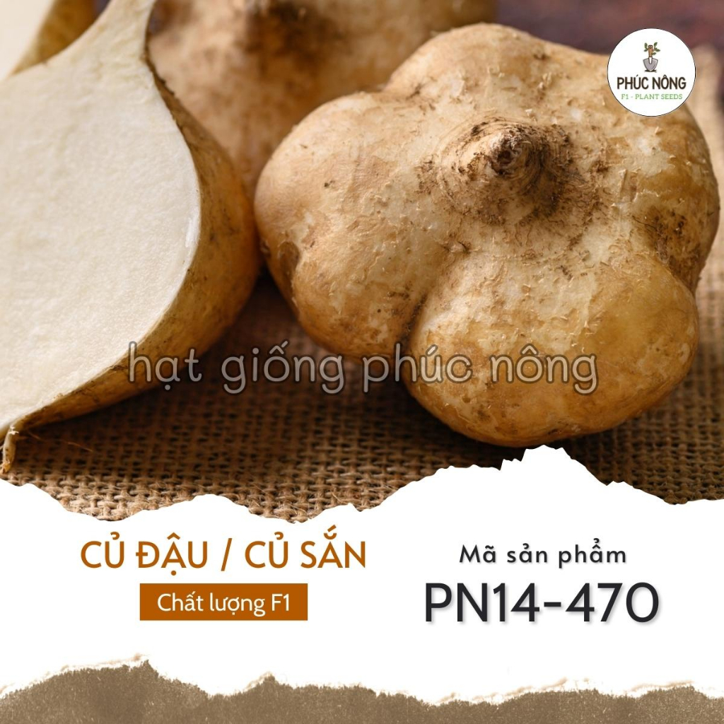 Hạt giống Củ Đậu ( Củ Sắn Dây ) - 40 Hạt