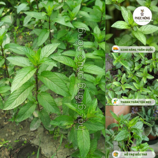 100 hạt - (Hỏa tốc) Hạt giống Bạc Hà Peppermint