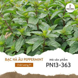 Hạt giống bạc hà peppermint - 100 hạt