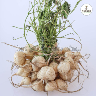 Hạt giống Củ Đậu ( Củ Sắn Dây ) - 40 Hạt