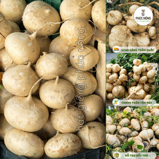 Hạt giống Củ Đậu ( Củ Sắn Dây ) - 40 Hạt