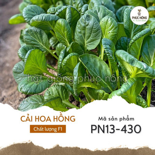 Hạt giống cải hoa hồng - 5 gram