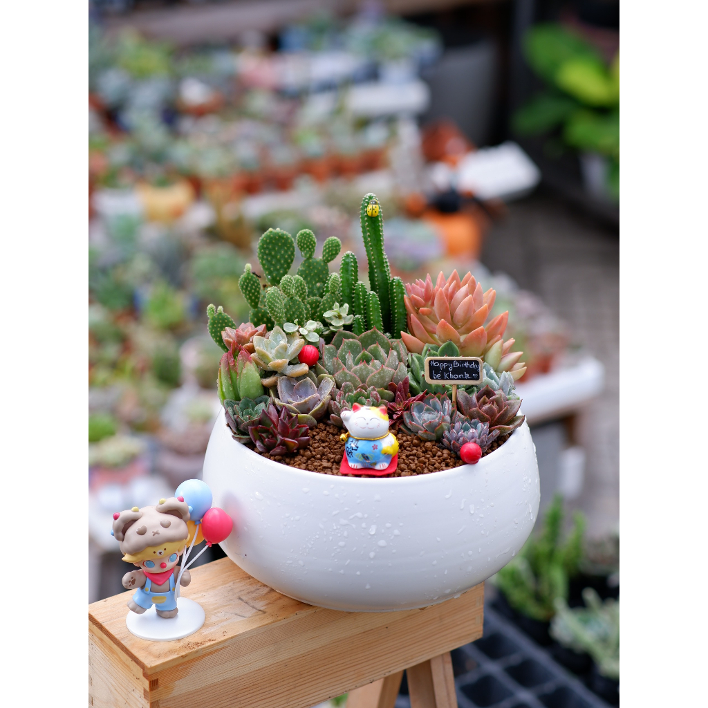 Tiểu Cảnh Sen Đá Mèo Thần tài TRỒNG SẴN NHƯ HÌNH Trang Trí Nhà Cửa Chậu Sứ tròn to Thích hợp làm Quà Tặng bao đẹp