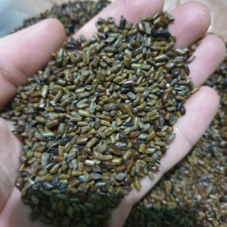 hạt muồng 1kg