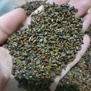 hạt muồng 1kg