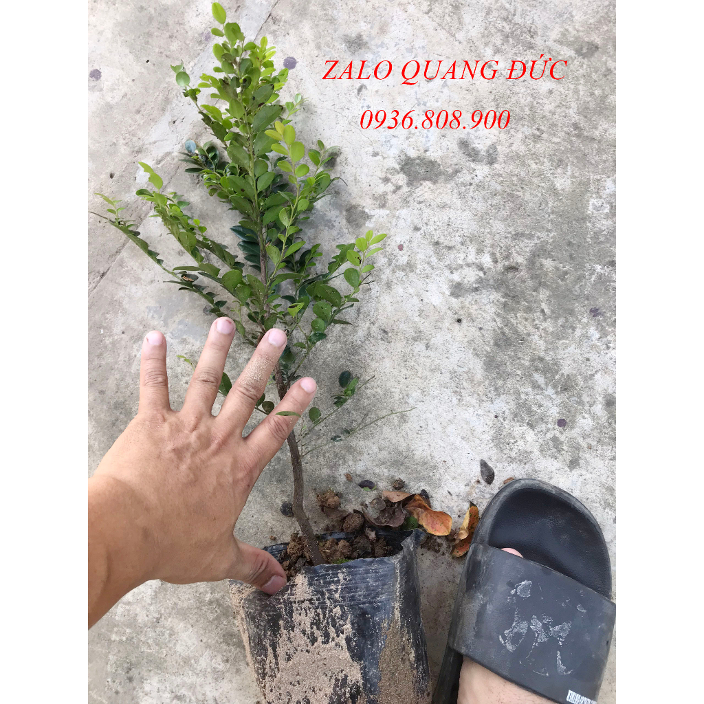 Cây giống Tùng đen,Tràng đen, Cứt chuột Quảng Ninh Cao 25-40cm