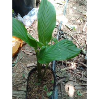 Bầu cây giống củ lùn