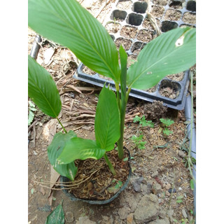 Bầu cây giống củ lùn