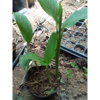 Bầu cây giống củ lùn