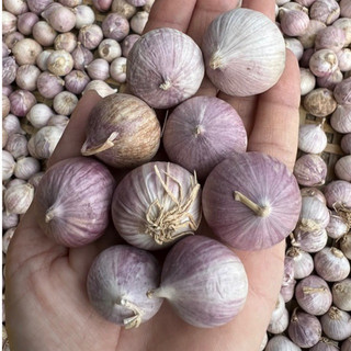 1kg Tỏi Cô Đơn tỏi mồ côi tỏi một nhánh dùng làm tỏi đen