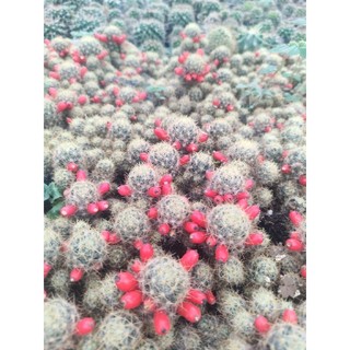 Xương rồng Nhện Vàng