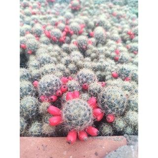 Xương rồng Nhện Vàng