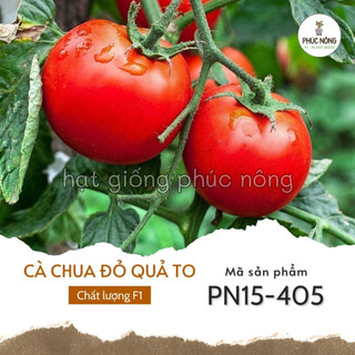 Hạt giống cà chua đỏ quả to - 50 hạt