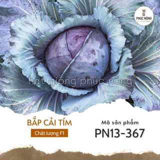 Hạt giống bắp cải tím - 0,5 gram