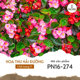Hạt giống hoa thu hải đường - 25 hạt