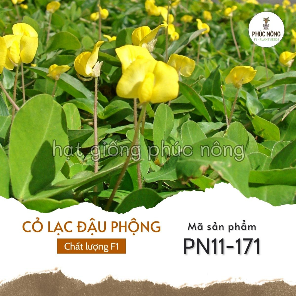 Hạt giống Cỏ Lạc - 10 Hạt