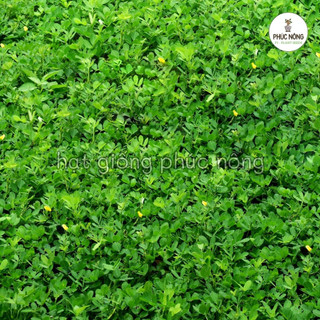 Hạt giống Cỏ Lạc - 10 Hạt