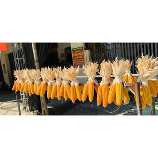 Trái bắp ngô khô trang trí tết,bắp ngô khô tự nhiên,bắp ngô thật,decor handmade,trang trí noel,haloween,homestay,…