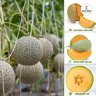 Hạt giống Dưa Lưới Ruột Vàng - 20 Hạt