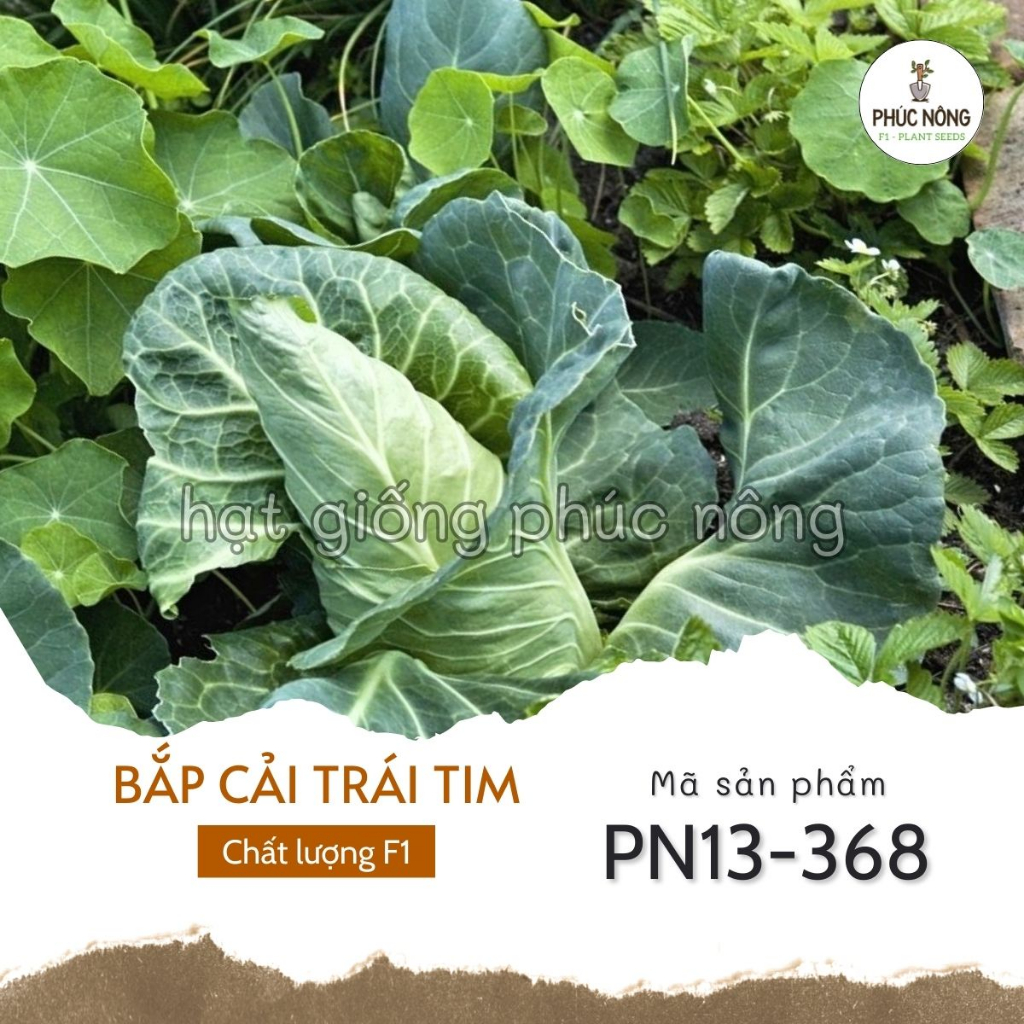 Hạt giống Bắp Cải Trái Tim - 100 Hạt