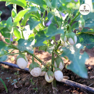 Hạt giống Cà Pháo Trứng Trắng - 40 Hạt
