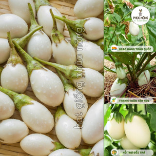 Hạt giống Cà Pháo Trứng Trắng - 40 Hạt