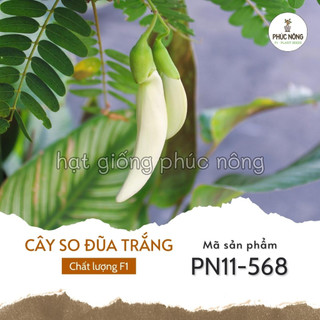 Hạt giống cây so đũa trắng - 50 hạt