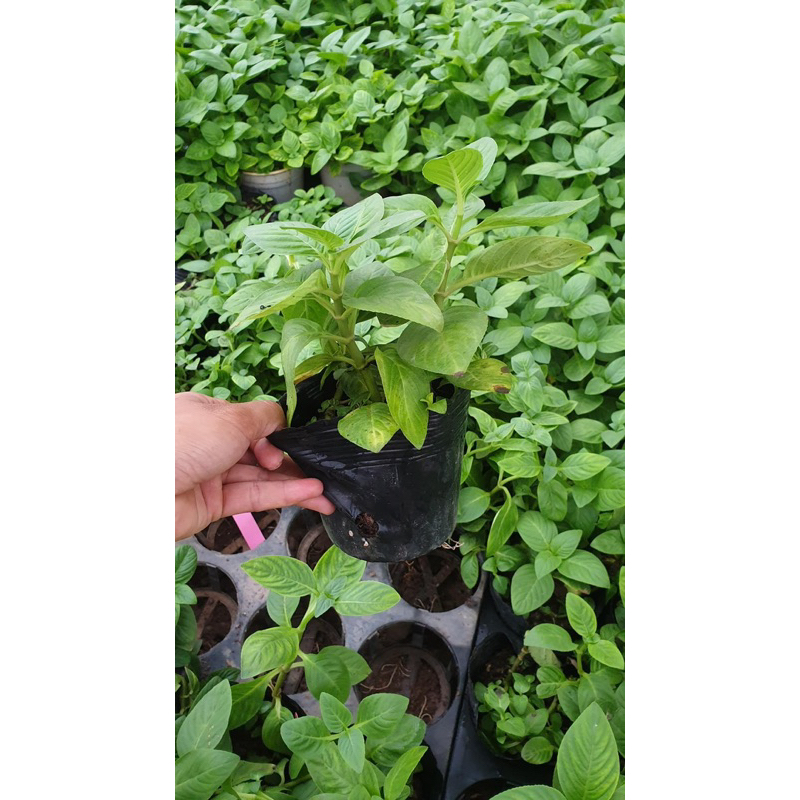 Hạt giống quế vị - cây quế vị giống - xá xị (chậu 2-4 cây)