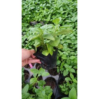 Chậu cây quế vị - xá xị