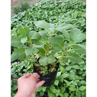 Hạt giống quế vị - cây quế vị giống - xá xị (chậu 2-4 cây)